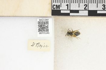 Media type: image;   Entomology 771141 Aspect: Labels
